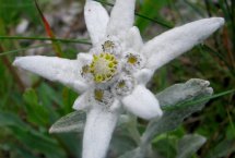 edelweiss carpathians hiking Romania