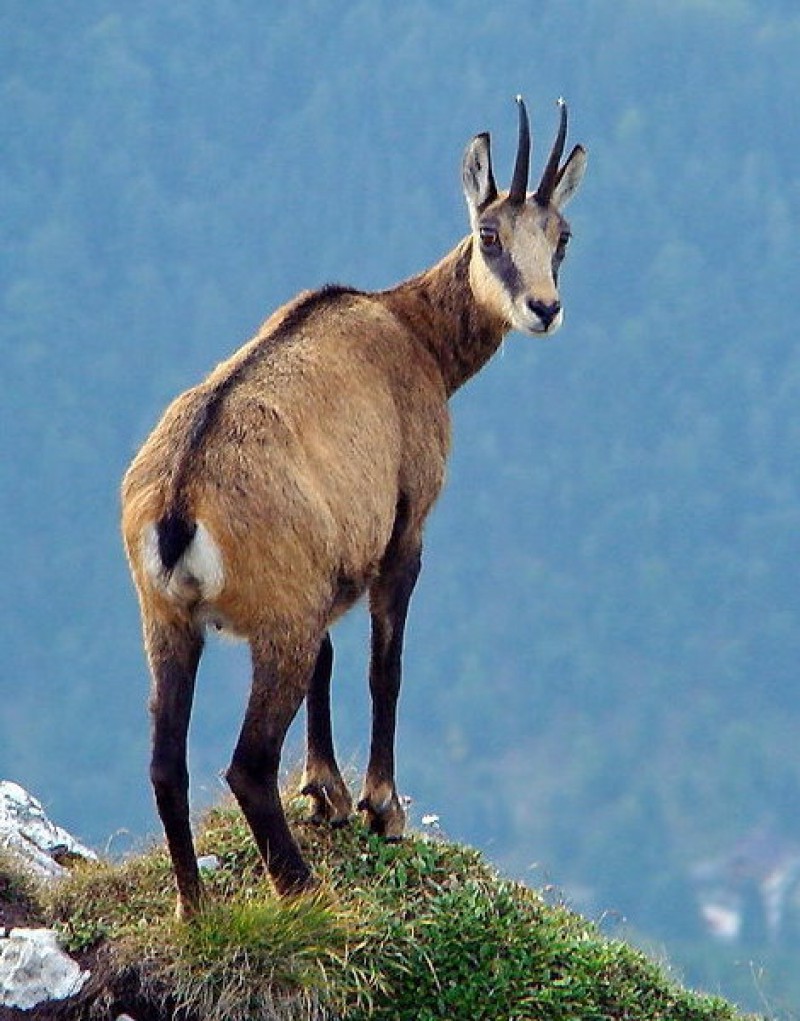 Hunting in Romania Romania Travel