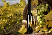 vineyard grapes wine bottle