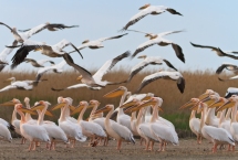Danube Delta pelicans