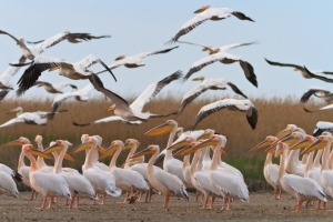 Danube Delta pelicans