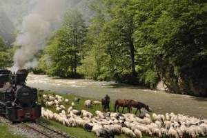 Steam Train mocanita Viseu Maramures traditional